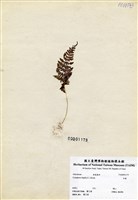 藏品(冷蕨)的圖片